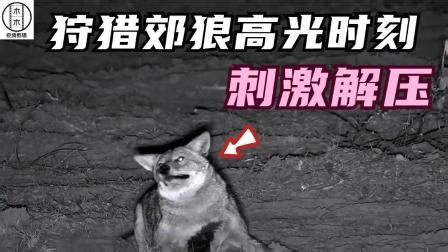 郊狼 (2021) .